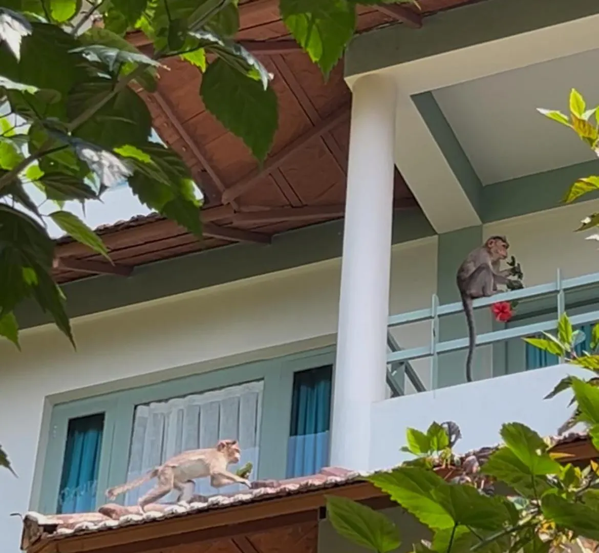 ****  Blackberry Hills Munnar Nature Resort & Spa Inde